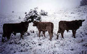 Oregon calves in a snowstorm, courtesy of Woodruff Woods, Ritter, Oregon