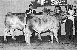 Willowcreek Orchid Reserve Grand Champion Female, NILE 1998
