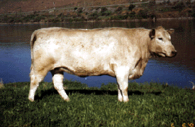Murray Grey cow, courtesy of 2 Plus Farms, Tahlequah, Oklahoma