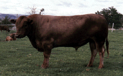 Lindale BoJangles, courtesy of Lindale Murray Greys, Glenns Ferry, Idaho