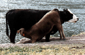 Recipient Baldie Cow with Embryo Transplant purebred Murray Grey calf