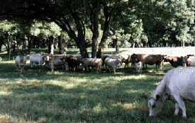 Murray Grey Herd, courtesy of Palo Verde Ranch, Austin, Texas