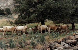 Murray Greys under a tree, courtesy of Lonview Ranch, Kimberly, Oregon