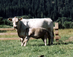 Murray Grey Cow with Calf, courtesy of Longview Ranch, Kimberly, Oregon