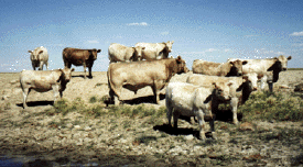 Murray Grey herd, courtesy of Vande Sandt Brothers, Gildford, Montana