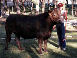 Murray Grey/Brangus Cross . . . Reserve Grand Champion