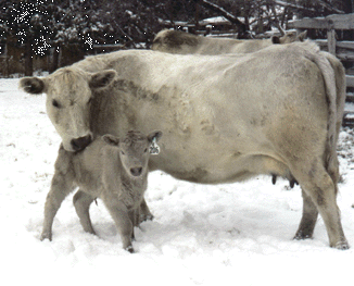Purebred Murray Grey Cow with Newborn Calf