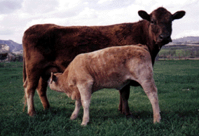 Lindale Foxy nursing her calf, Rafter L Hannah, age 81 days, birthweight 76 pounds.