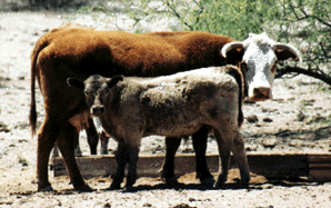 Hereford X Murray Grey Cross Cow and Calf . . . Flying E Ranch, Arizona