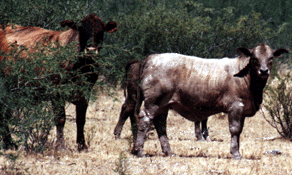 Murray Grey Cross . . . Flying E Ranch, Arizona