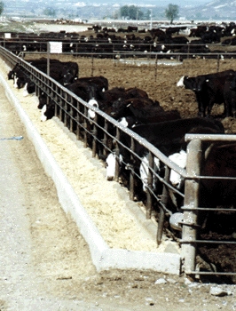 Simplot Land & Livestock, Grandview, Idaho