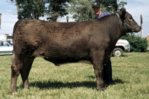 Murray Grey/Limousine Cross . . . Reserve Champion Middle Weight Steer