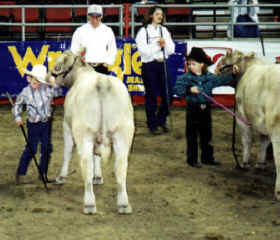 Straw hats aren't always best when your Murray Grey bull is hungry