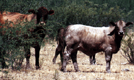 Murray Grey crossbred calf, courtesy of Flying E Ranch, Wickenburg, Arizona